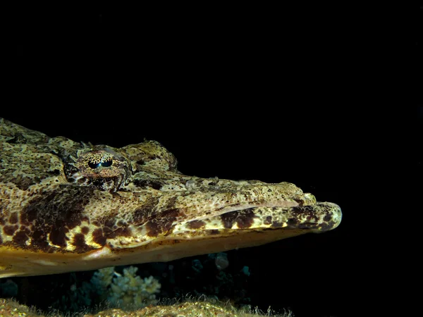 Coccodrillo dell'oceano Indiano — Foto Stock