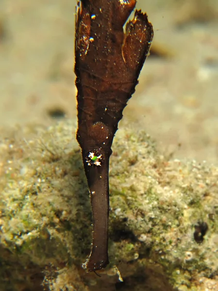 Ισχυρή φάντασμα pipefish — Φωτογραφία Αρχείου