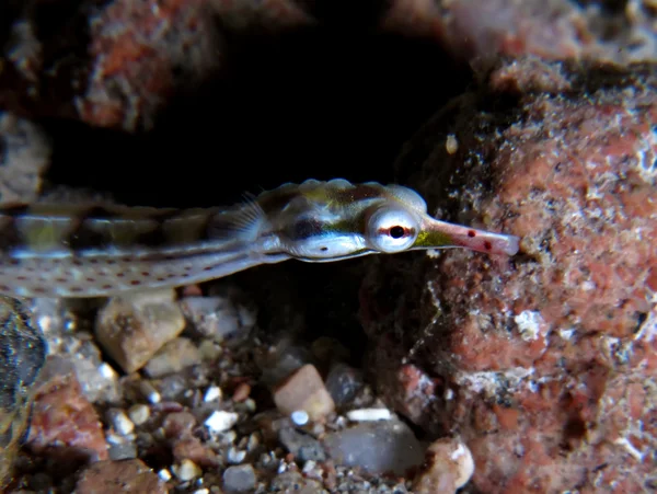 Pipefish — Stock Photo, Image