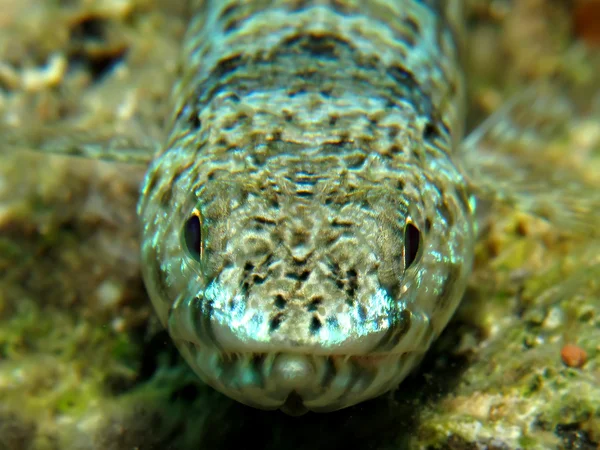 Peixes-lagarto — Fotografia de Stock