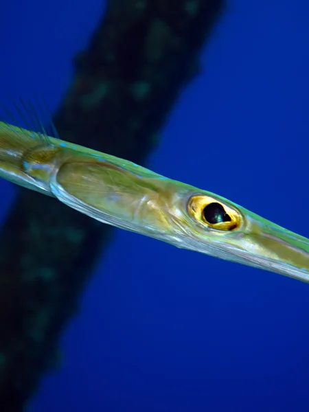 Smooth Cornetfish — Stock Photo, Image