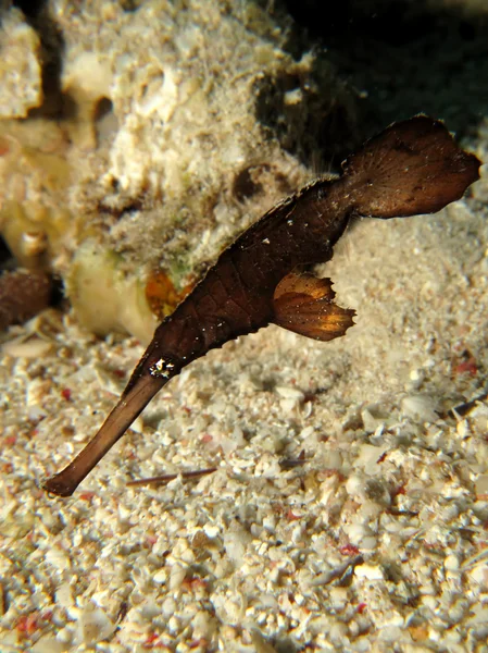 Robustní duch pipefish — Stock fotografie