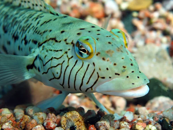 Fläckig sandperch — Stockfoto