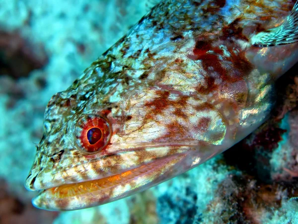 Lizardfish — Stock fotografie