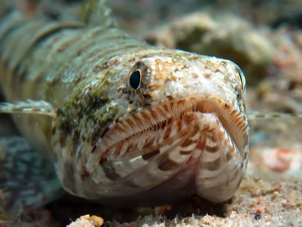 Peixes-lagarto — Fotografia de Stock