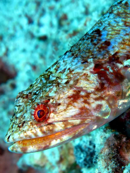 Pesce lucertola — Foto Stock