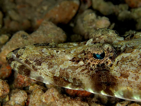 印度洋 crocodilefish — 图库照片