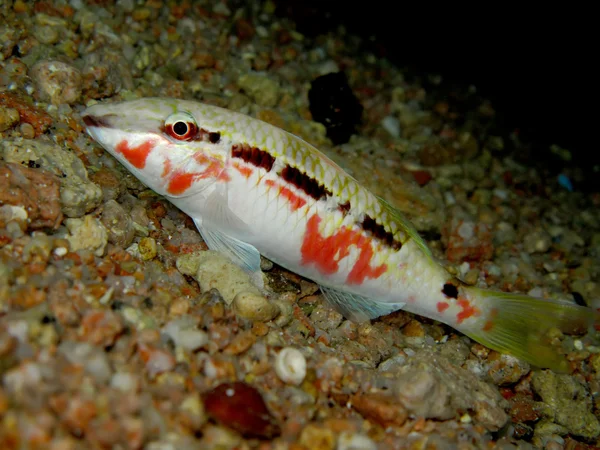 Rudé moře goatfish — Stock fotografie