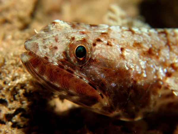 Eidechsenfisch — Stockfoto