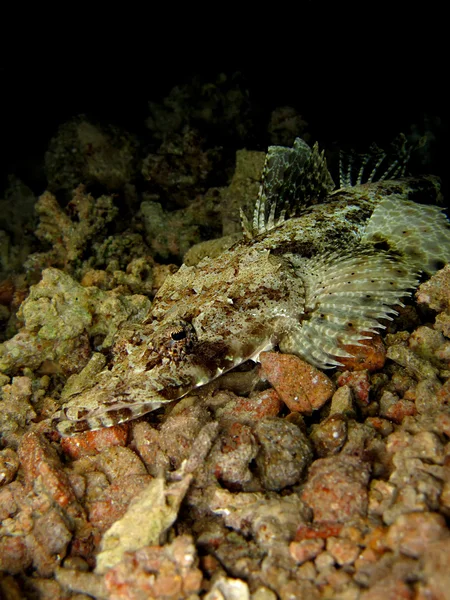 Indický oceán crocodilefish — Stock fotografie