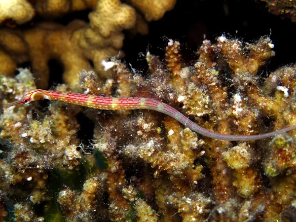 Rudé moře pipefish — Stock fotografie