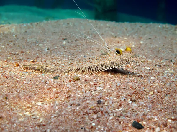 Leopard flounder — Stock Photo, Image