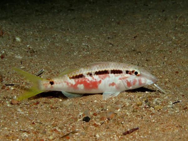 Pez cabra de mar rojo — Foto de Stock