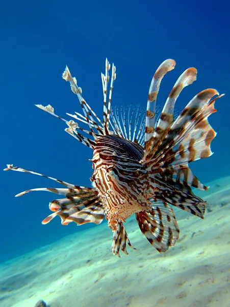 ortak lionfish