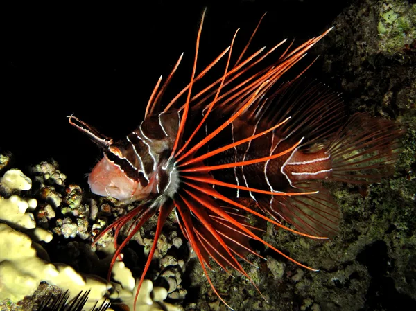 Κοινή lionfish — Φωτογραφία Αρχείου