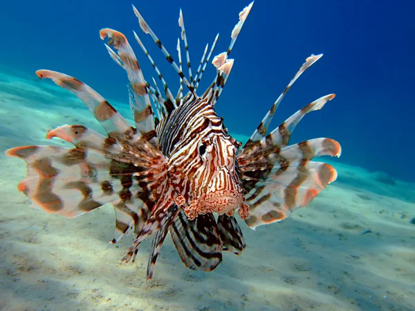ortak lionfish