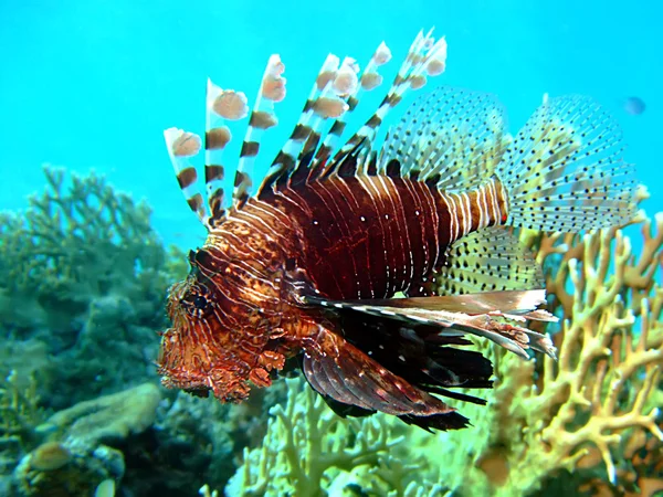 Κοινή lionfish — Φωτογραφία Αρχείου