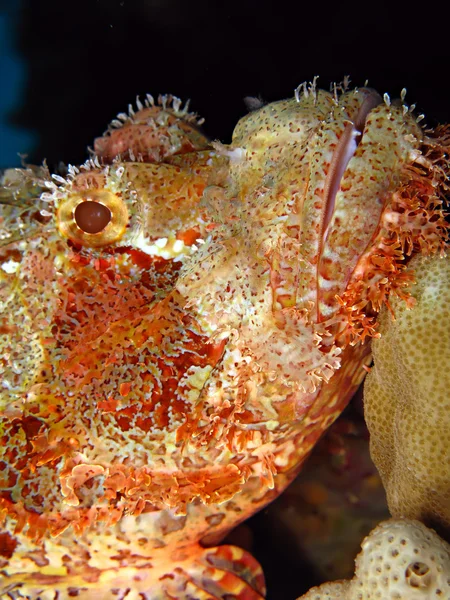 Peixe-escorpião de pequena escala — Fotografia de Stock