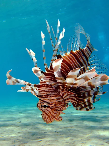 Gemeenschappelijke lionfish — Stockfoto