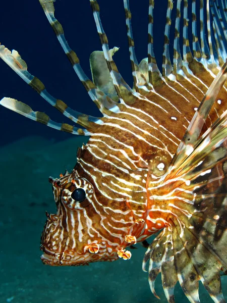 Gemensamma lionfish — Stockfoto