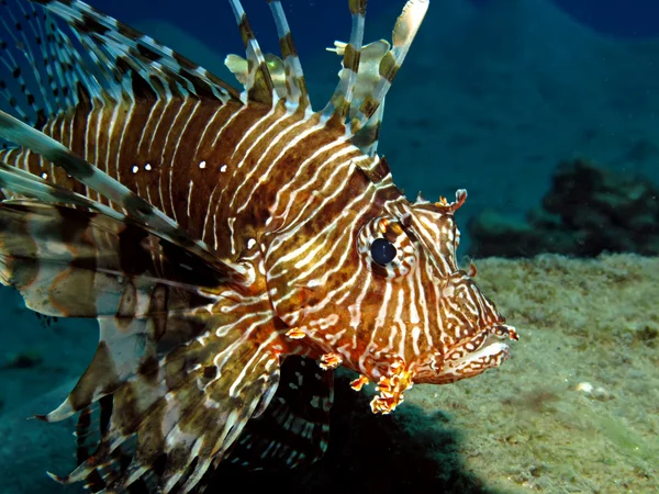 ortak lionfish