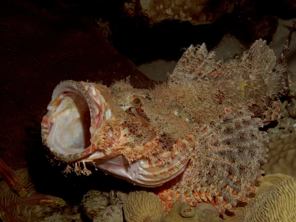 devamını scorpionfish