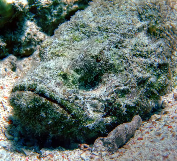 Green devil scorpionfish — Stock Photo, Image