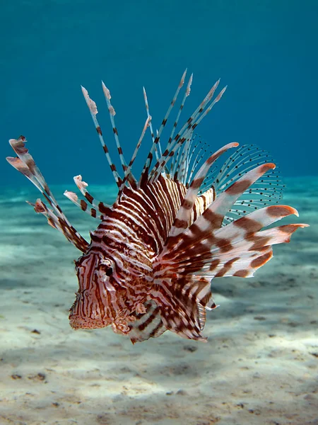 Peixe-leão comum — Fotografia de Stock