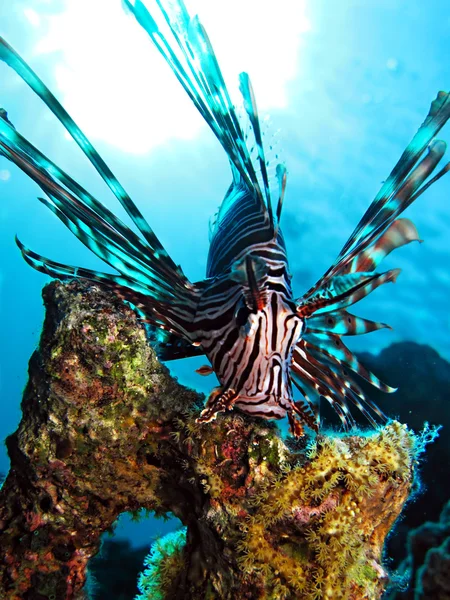 Κοινή lionfish — Φωτογραφία Αρχείου