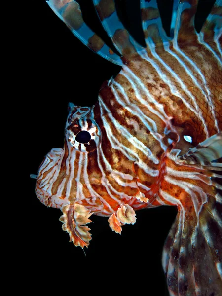 Загальні Lionfish — стокове фото