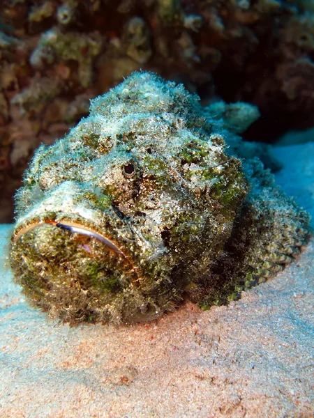 Green devil scorpionfish — Stock Photo, Image