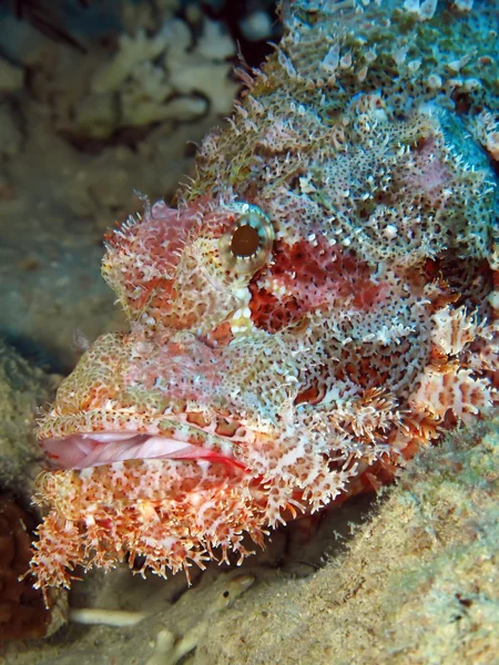 Smallscale scorpionfish — Stock Photo, Image