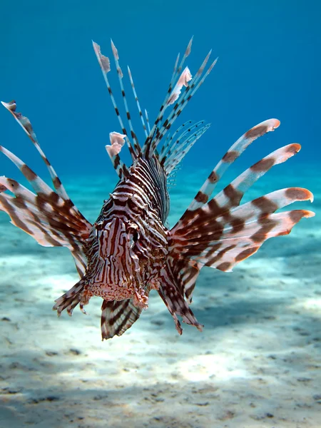 Gemensamma lionfish — Stockfoto
