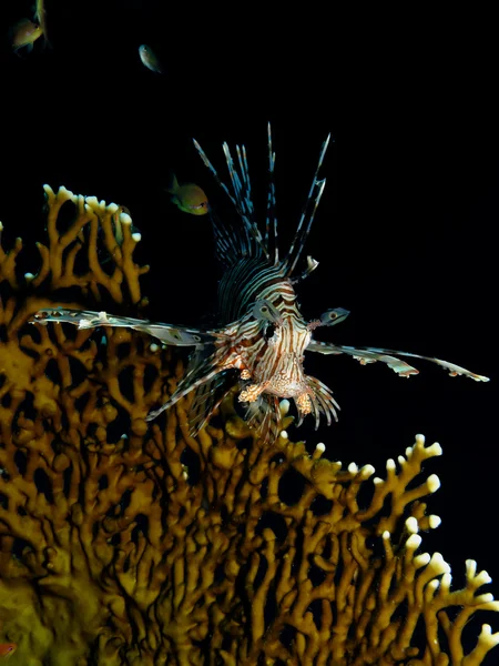 Κοινή lionfish — Φωτογραφία Αρχείου