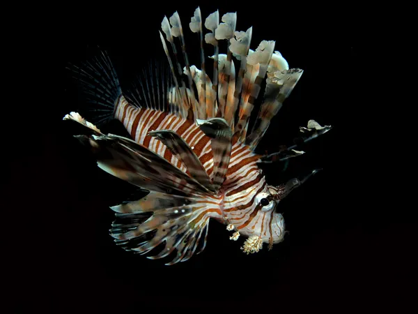 Gemeenschappelijke lionfish — Stockfoto