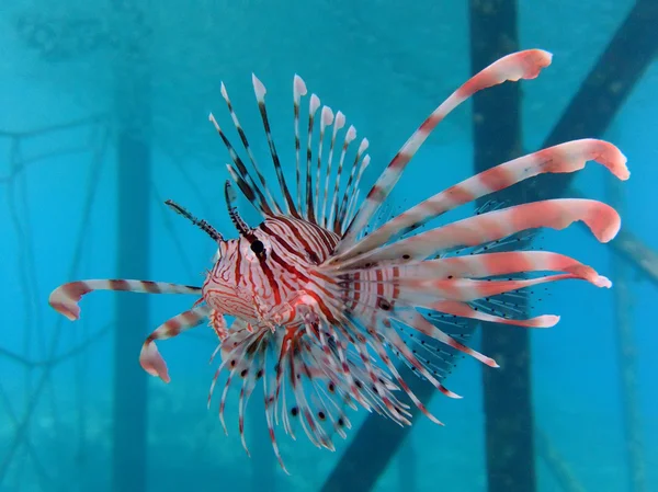 Pesce leone comune — Foto Stock