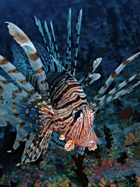 Ortak lionfish — Stok fotoğraf