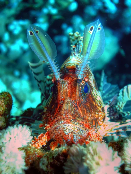 Common lionfish — Stock Photo, Image