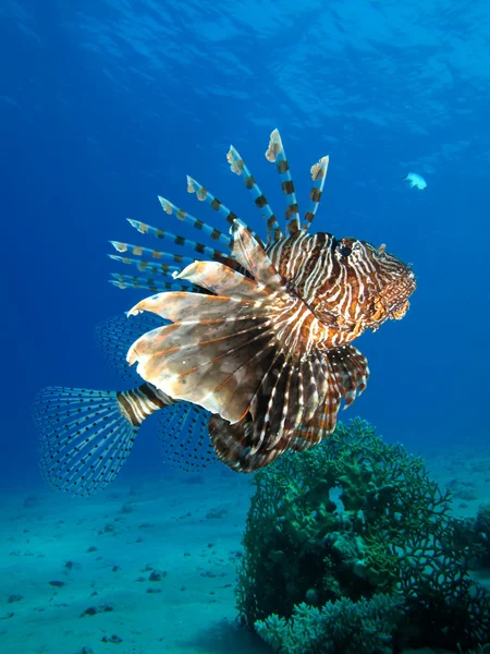 Κοινή lionfish — Φωτογραφία Αρχείου