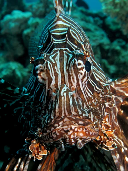 Peixe-leão comum — Fotografia de Stock