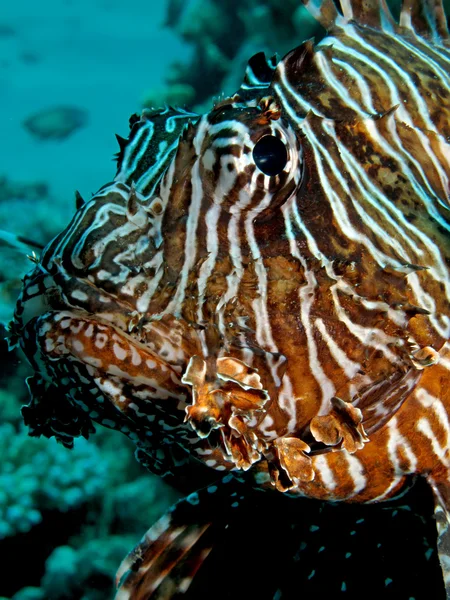 Gemensamma lionfish — Stockfoto