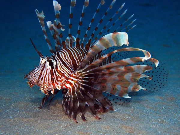 Загальні Lionfish — стокове фото