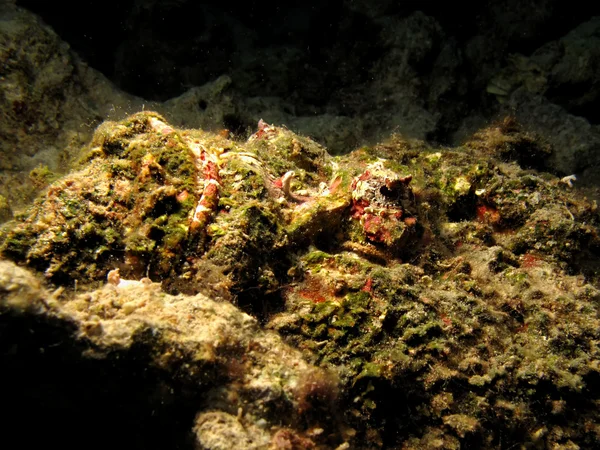 Stonefish — Stock Photo, Image