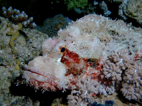 Scorpionfish barbu — Photo