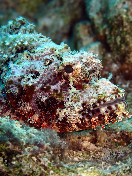 Scorpionfish barbu — Photo