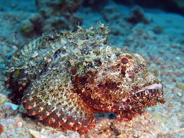 Scorpionfish barbu — Photo