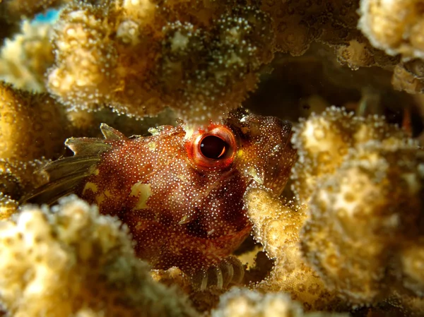 Coral scorpionfish — Stock Photo, Image