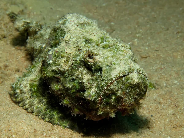 Vihreä paholainen scorpionfish — kuvapankkivalokuva