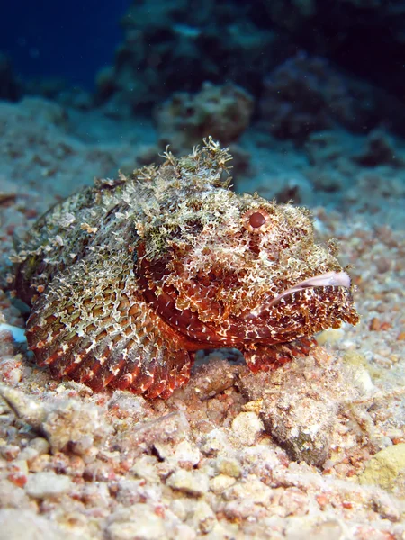 Brodaty scorpionfish — Zdjęcie stockowe