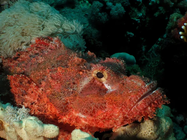 Scorpionfish à petite échelle — Photo